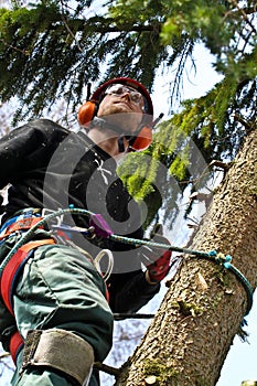 Woodcutter closeup in action in denmark