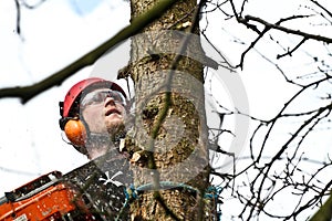 Woodcutter closeup in action in denmark
