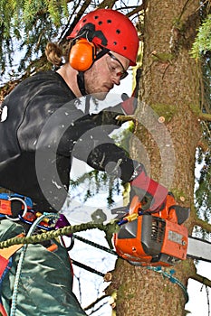 Woodcutter closeup in action in denmark