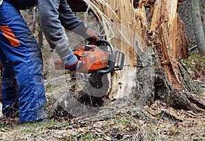 Woodcutter cutting broken tree