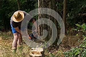 Woodcutter cutting firewood acacia tree in the forest