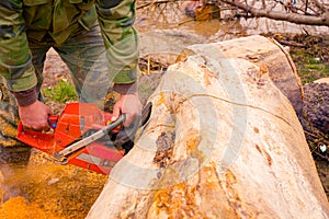 Woodcutter, logger, is cutting firewood, logs of wood, with motor chainsaw near the river