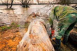 Woodcutter, logger, is cutting firewood, logs of wood, with motor chainsaw near the river