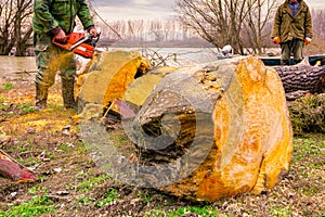 Woodcutter, logger, is cutting firewood, logs of wood, with motor chainsaw near the river