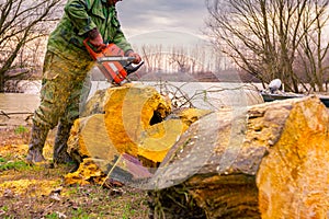 Woodcutter, logger, is cutting firewood, logs of wood, with motor chainsaw near the river