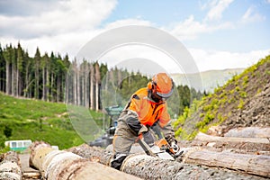 Woodcutter lumberjack is man chainsaw tree. Woodcutter saws tree chainsaw on sawmill. Hard wood working in forest