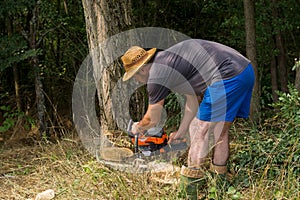 Woodcutter saws an acacia tree with a chainsaw