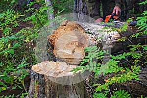 A woodcutter saws a dry tree for firewood with a chainsaw. Man is harvesting logs in the forest.