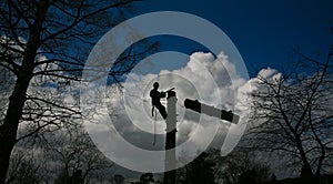 Woodcutter silhouette on the top of a tree in action in denmark