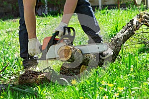 Sawing chainsaw tree