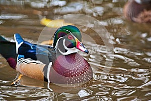 Woodduck