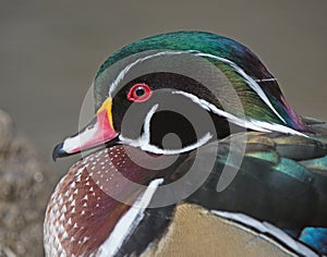 Woodduck drake in water close up