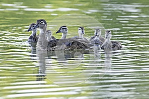Woodduck Hen Swimming with Brood
