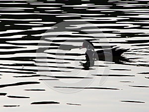 Woodduck Silhouette