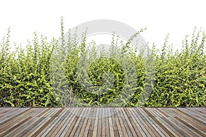 Woodecking or flooring and plant in garden decorative