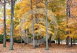 Wooded Area of Autumn Golden Maple Trees