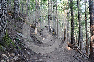 Wooded area with hiking trails in a coniferous forest, near Portland Oregon