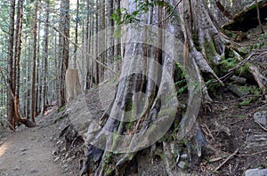 Wooded area with hiking trails in a coniferous forest, near Portland Oregon