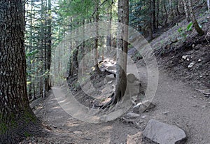 Wooded area with hiking trails in a coniferous forest, near Portland Oregon