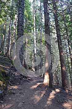 Wooded area with hiking trails in a coniferous forest, near Portland Oregon