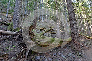 Wooded area with hiking trails in a coniferous forest, near Portland Oregon