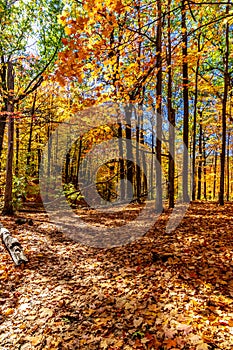 Wooded area with plenty of autumn leaves filling several inches Central Canada, ON, Canada