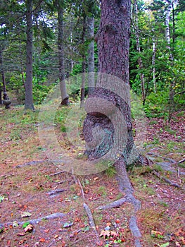 Tree trunk with burls