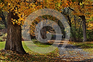 Wooded Autumn Path