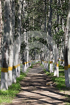Wooded conservation area by Wenyu River, Chaoyang District, Beijing, China