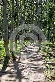 Wooded conservation area by Wenyu River, Chaoyang District, Beijing, China