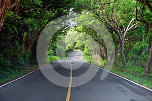 Wooded Country Road