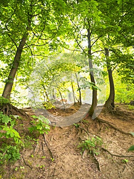 Wooded Hillside photo