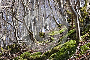 Wooded hillside in springtime with European beeches and green moss