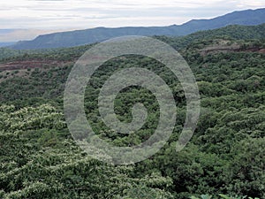 Wooded landscape in Mago National Park of Southern Ethiopia photo