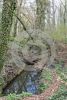 Wooded landscape, narrow stream among wild vegetation, bare trees, climbing plants on trunks