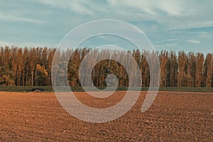 Wooded landscape in rural Vojvodina, Serbia photo