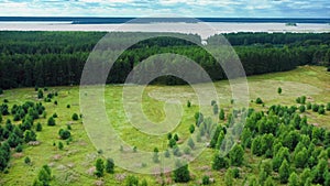 A wooded meadow with an overgrowth of young spruce trees. A circle from mechanized grass cutting can be seen in this