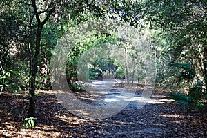 Wooded path