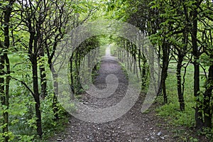 Wooded path