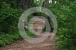 Wooded Path photo