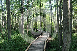 Wooded Path Through a Forest