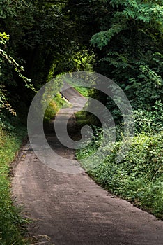 Wooded path leading to the forest