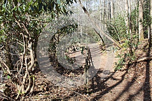 A wooded path with a leaning tree