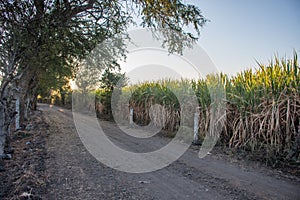 Wooded path with sugar cane photo