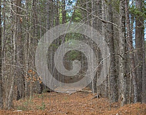 Wooded Path