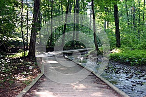 Wooded pathway through forest photo