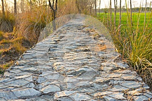 Wooded Pathway through the Forest with Stones and Grass