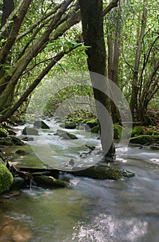 Wooded Stream