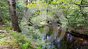 Wooded stream in Rhode Island