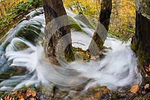 Wooded stream